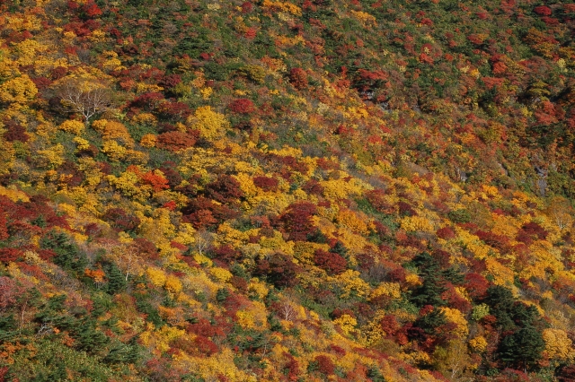 Autumn colors at Mt. Tetsuzan