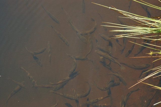 Fishes in small river.