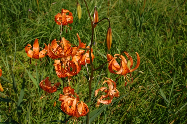 Maximowicz's lily