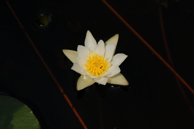 Flower of Water lily