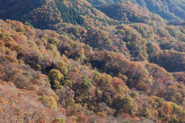 The forests of Mt. Myougi area.