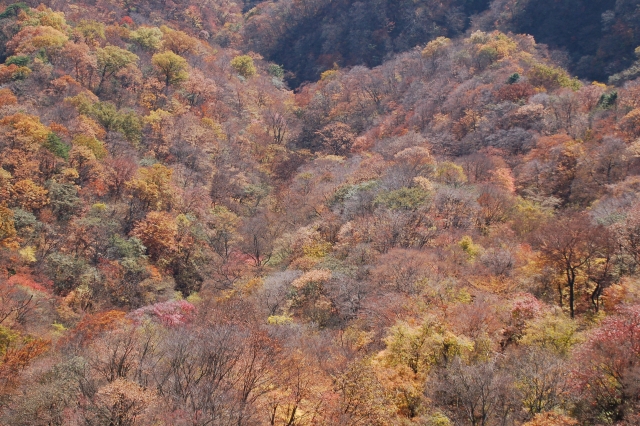The forest of colored leaves