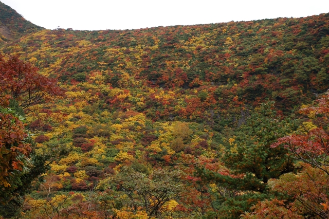 Autumn color of leaves at Mt. Tetsuzan