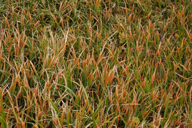 The grass which is becoming the autumnal scenery.