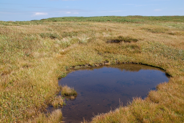 Marsh pond