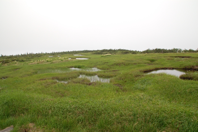 There are marsh ponds in many places.