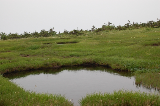 There are marsh ponds in many places.
