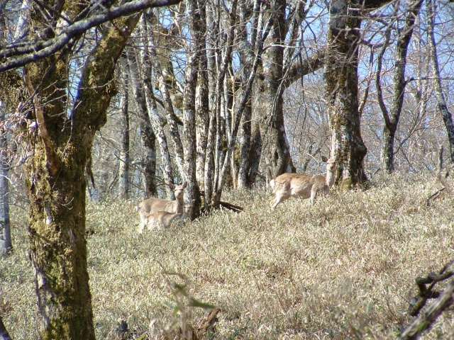 Parent and children of the deer.