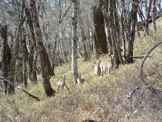 There were four deer.
