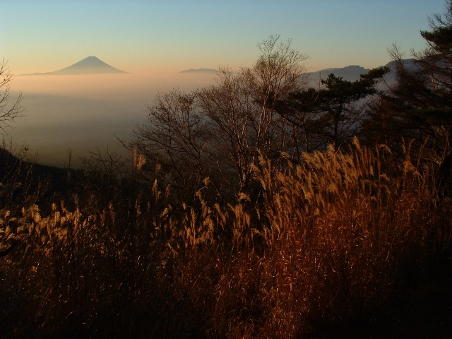 Japanese pampas grass and Mt. Fuji