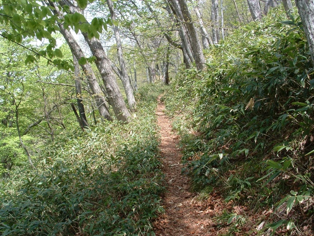 The mountain trail of the fresh green.